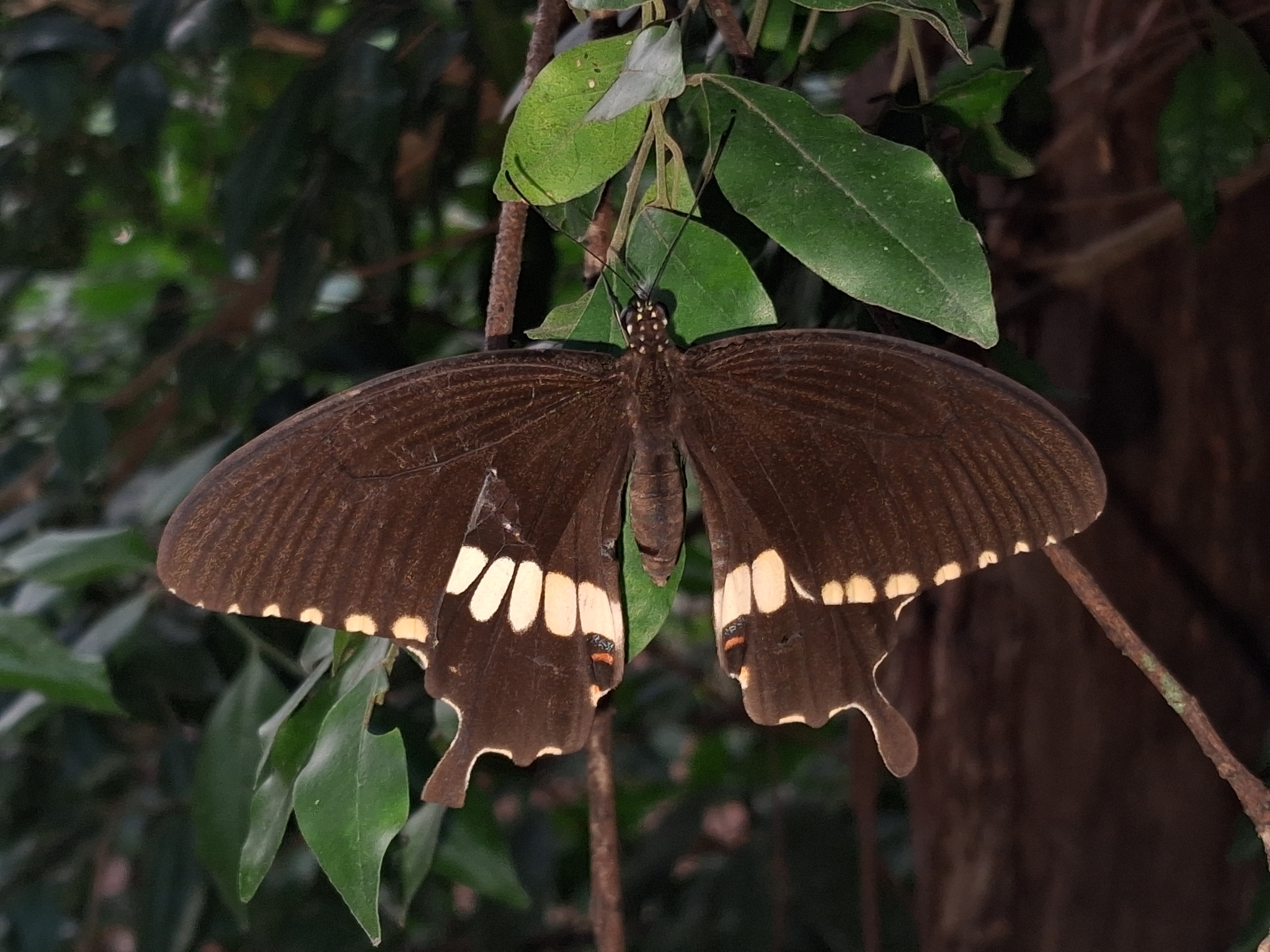 Common Mormon