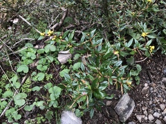 Berberis nantoensis