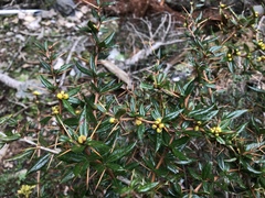 Berberis nantoensis