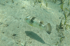 Chelonodontops patoca