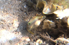 Canthigaster bennetti