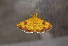 Isocentris