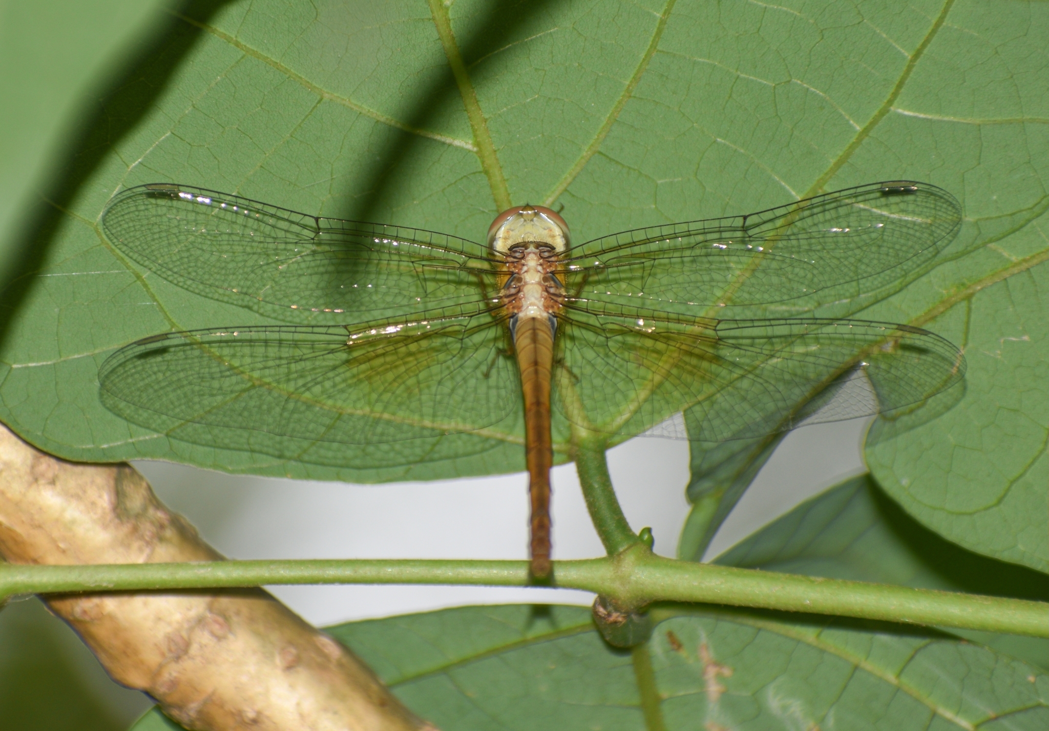 Coral-Tailed Cloudwing