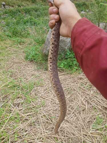 Guanyinshan Mountain Pitviper