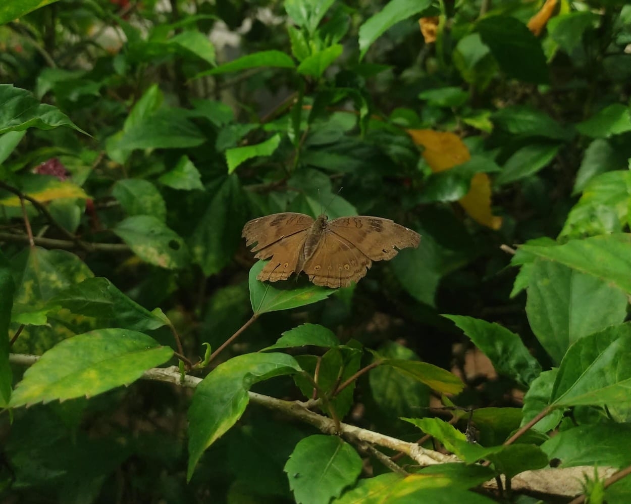 Chocolate Pansy