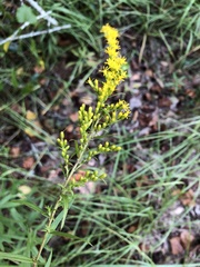 Solidago leavenworthii