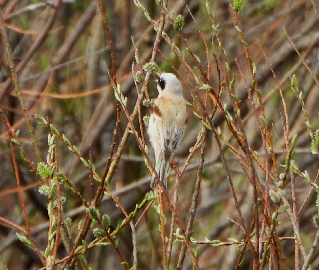 White-crowned Penduline Tit (Remiz coronatus), photo 8