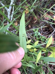 Solidago leavenworthii
