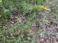 Solidago leavenworthii