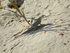 Holbrookia propinqua