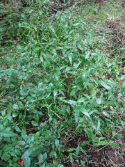 Persicaria hydropiper