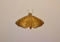 Hyalobathra