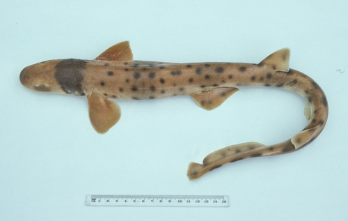 Collared carpetshark (Parascyllium collare) — Parascylliidae