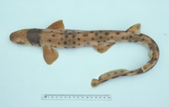 Parascyllium collare