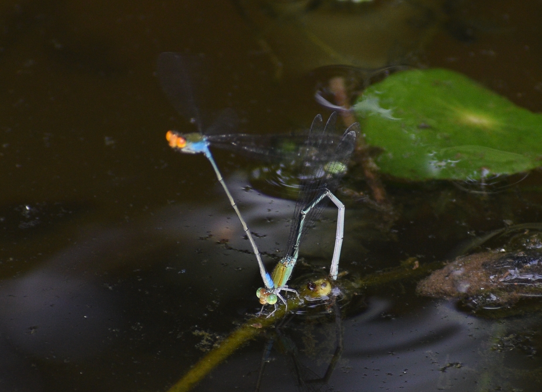 Orange-Faced Sprite