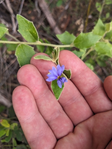 Dampiera ferruginea observed 2025-05-21