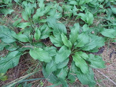 Cynoglossum officinale