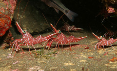 Rhynchocinetes durbanensis