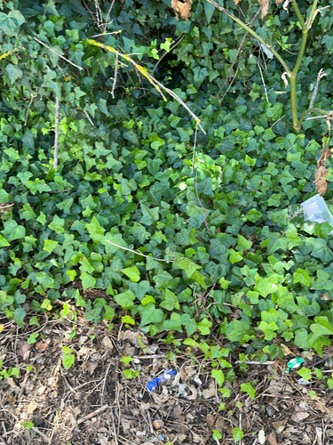 Common ivy