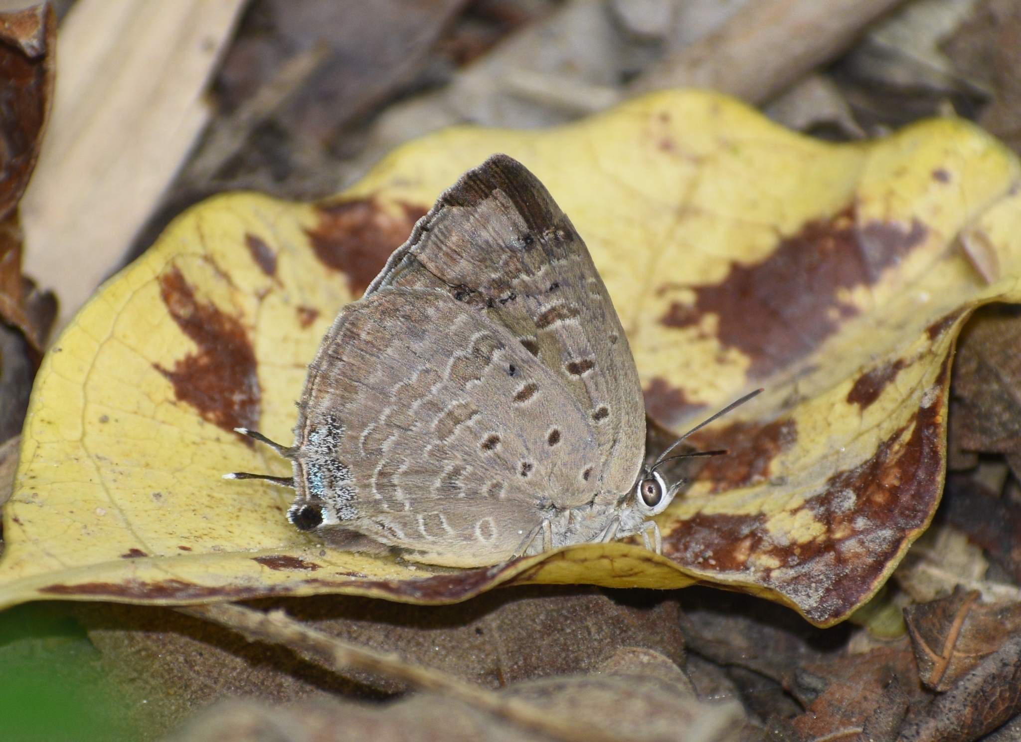 Indian Oakblue