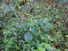 Impatiens parviflora