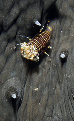 Gnathophyllum americanum