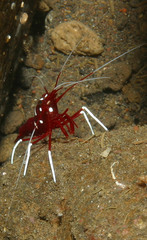 Lysmata debelius