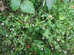 Stellaria aquatica
