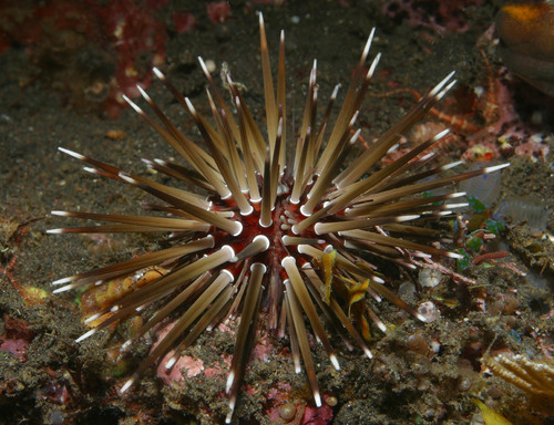 Indo-Pacific Rock-boring Urchin, photo 9 of 10