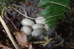 Hymenolaimus malacorhynchos