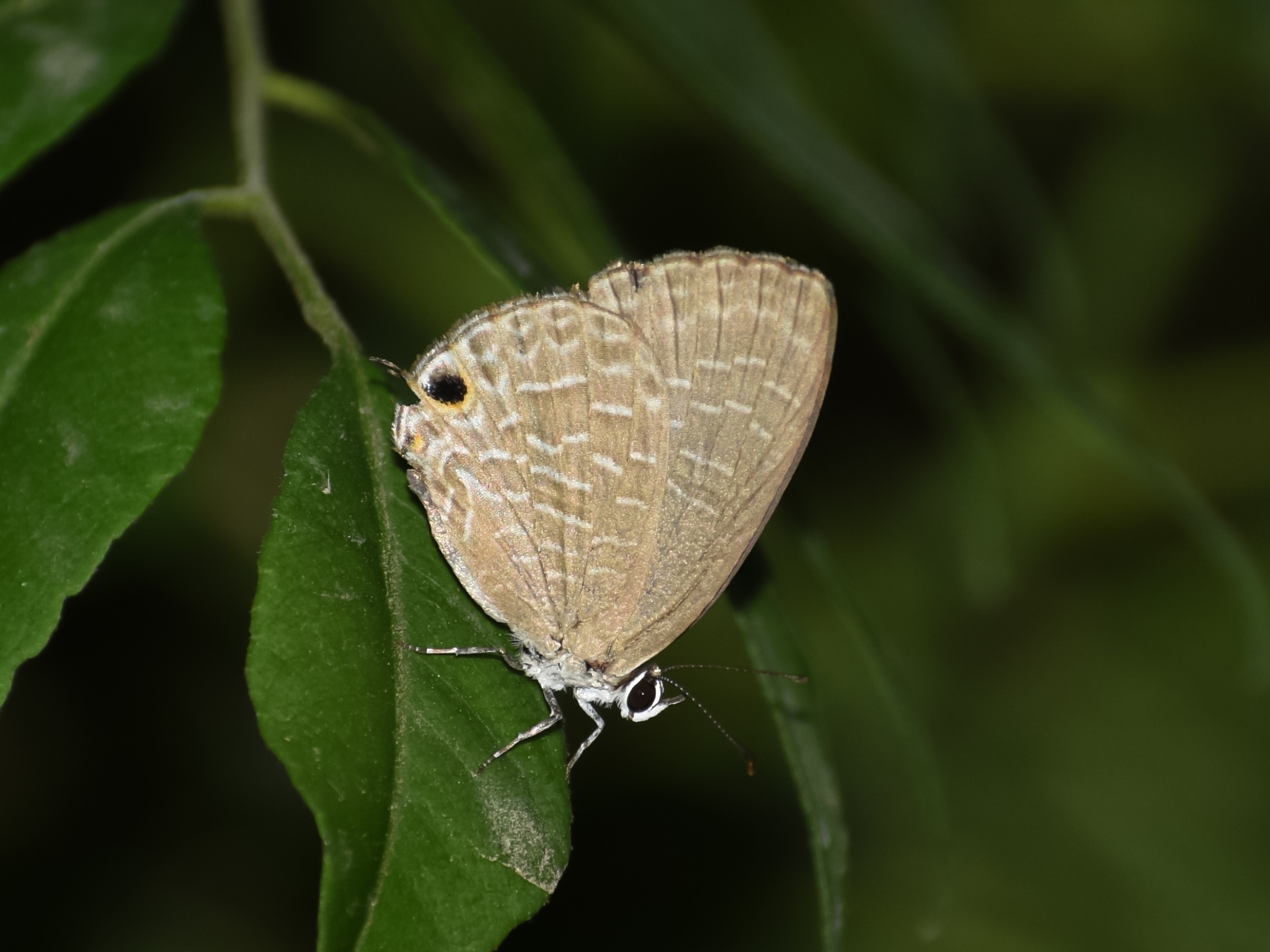 Dark Cerulean