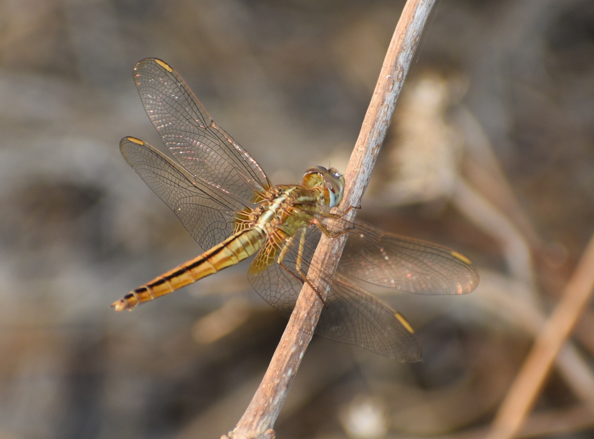 Scarlet Skimmer