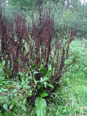 Rumex obtusifolius