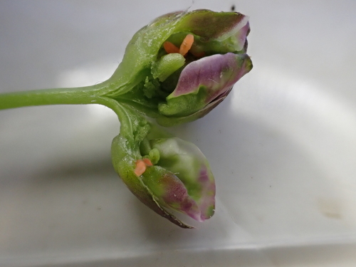 Dasineura cardaminis