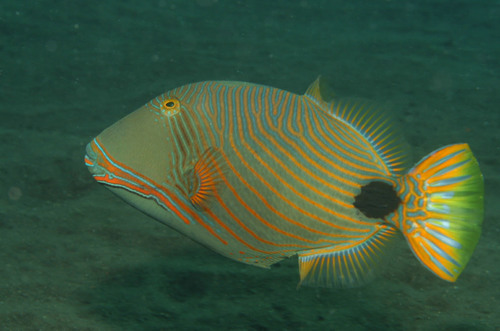 Orangestripe Triggerfish