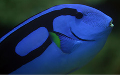 Paracanthurus hepatus