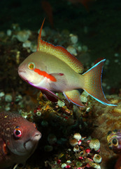 Pseudanthias huchtii