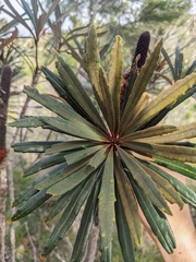 (c) Matt B, some rights reserved (CC BY) Banksia plagiocarpa, photograph (c) Matt B, some rights reserved (CC BY)