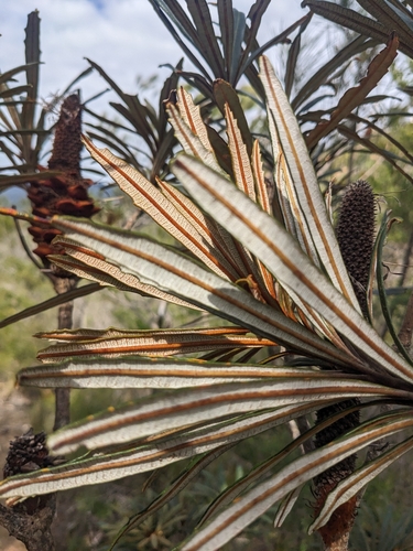 Banksia plagiocarpa, photograph 2