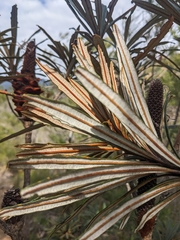 (c) Matt B, some rights reserved (CC BY) Banksia plagiocarpa, photograph (c) Matt B, some rights reserved (CC BY)