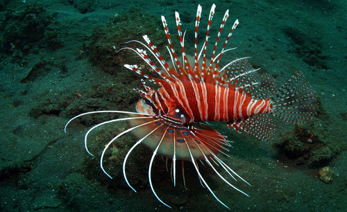Photo of Spotfin lionfish (Pterois antennata)