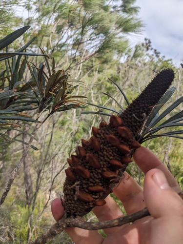 Banksia plagiocarpa, photograph 3