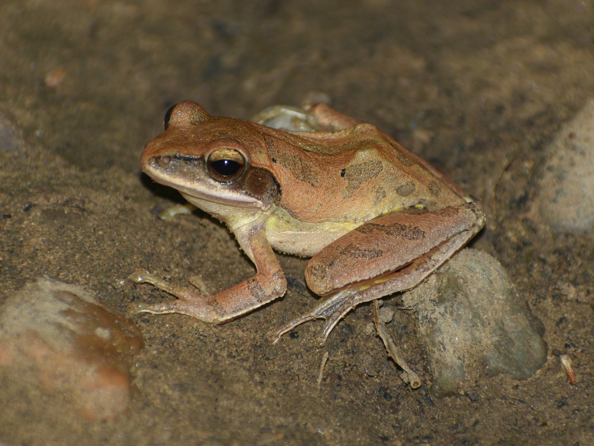 Big-Headed Whipping Frog