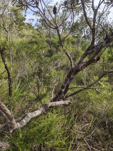 Banksia plagiocarpa, photograph 4