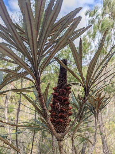 Banksia plagiocarpa, photograph 5
