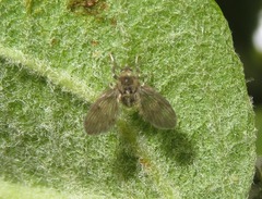 Pneumia trivialis