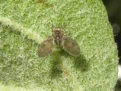 Pneumia trivialis