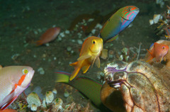 Pseudanthias huchtii