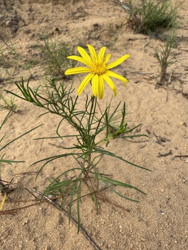 sandhill golden aster (Pityopsis pinifolia)