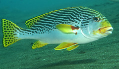 Plectorhinchus lineatus
